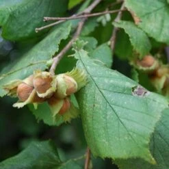 Filbert - Corylus Maxima Kentish Cob -Future Forests Cobnut Kentish Cob 06