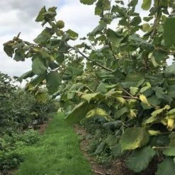 Filbert - Corylus Maxima Kentish Cob -Future Forests Cobnut Kentish Cob 08