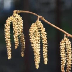 Cobnut - Corylus Avellana Webb’s Prize Cob -Future Forests Cobnut 05