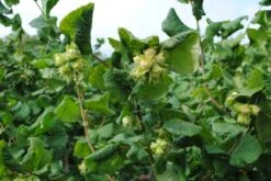 Cobnut - Corylus Maxima Nottingham -Future Forests Cobnut Nottingham 02