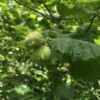 Cobnut - Corylus Maxima Nottingham