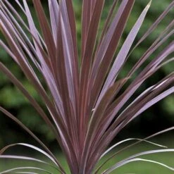 Cordyline Australis Red Comet