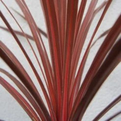 Future Forests -Future Forests Cordyline Red Comet 02