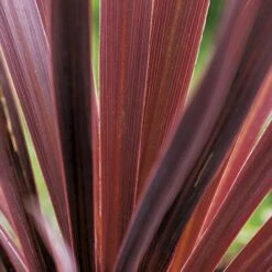 Cordyline Australis Red Comet -Future Forests Cordyline Red Comet 03