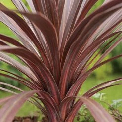 Cordyline Australis Red Comet -Future Forests Cordyline Red Comet 04