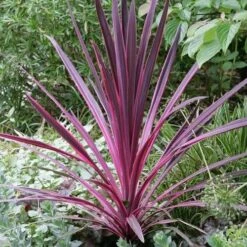 Cordyline Australis Pink Passion -Future Forests Cordyline australis Pink Passion 03
