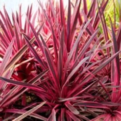 Cordyline Australis Pink Passion -Future Forests Cordyline australis Pink Passion 04