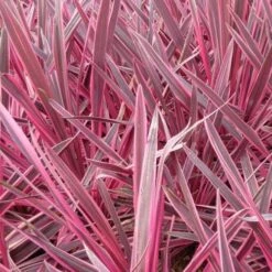 Cordyline Australis Pink Passion -Future Forests Cordyline australis Pink Passion 05