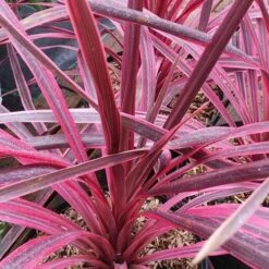 Cordyline Australis Pink Passion -Future Forests Cordyline australis Pink Passion 06