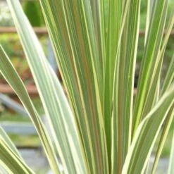 Cordyline Australis Torbay Dazzler -Future Forests Cordyline australis Torbay Dazzler 03