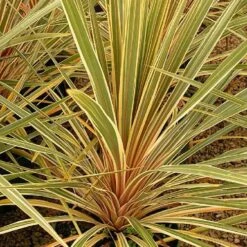 Cordyline Australis Torbay Dazzler -Future Forests Cordyline australis Torbay Dazzler 04