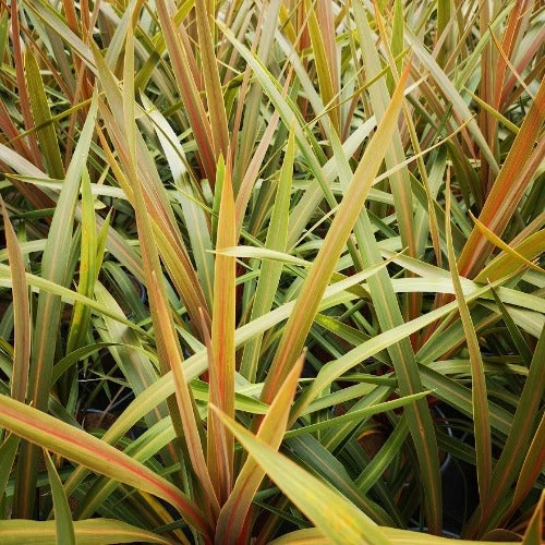 Cordyline Australis Red Heart 2 Cordyline Australis Red Heart - Image 2