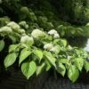 Cornus Controversa - Wedding Cake Tree (Green Foliage)