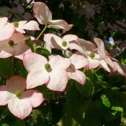 Cornus Kousa Satomi - Japanese Dogwood 10 Cornus Kousa Satomi - Japanese Dogwood -Future Forests Cornus kousa Satomi 01