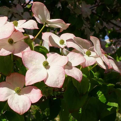 Cornus Kousa Satomi - Japanese Dogwood 3 Cornus Kousa Satomi - Japanese Dogwood - Image 3