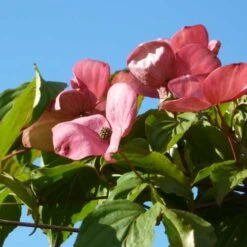 Cornus Kousa Satomi - Japanese Dogwood 12 Cornus Kousa Satomi - Japanese Dogwood -Future Forests Cornus kousa Satomi 03