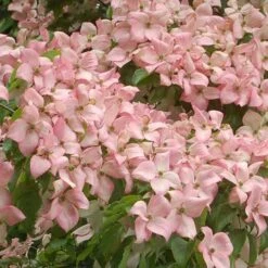 Cornus Kousa Satomi - Japanese Dogwood 14 Cornus Kousa Satomi - Japanese Dogwood -Future Forests Cornus kousa Satomi 05