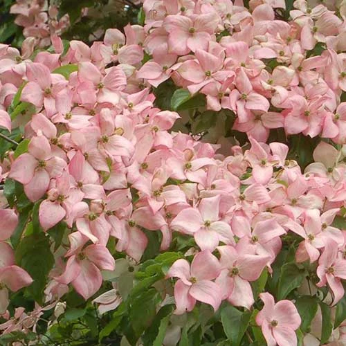 Cornus Kousa Satomi - Japanese Dogwood 7 Cornus Kousa Satomi - Japanese Dogwood - Image 7