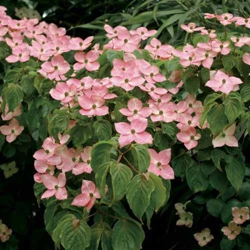 Cornus Kousa Satomi - Japanese Dogwood 2 Cornus Kousa Satomi - Japanese Dogwood - Image 2