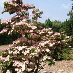 Cornus Kousa Satomi - Japanese Dogwood 15 Cornus Kousa Satomi - Japanese Dogwood -Future Forests Cornus kousa Satomi 07