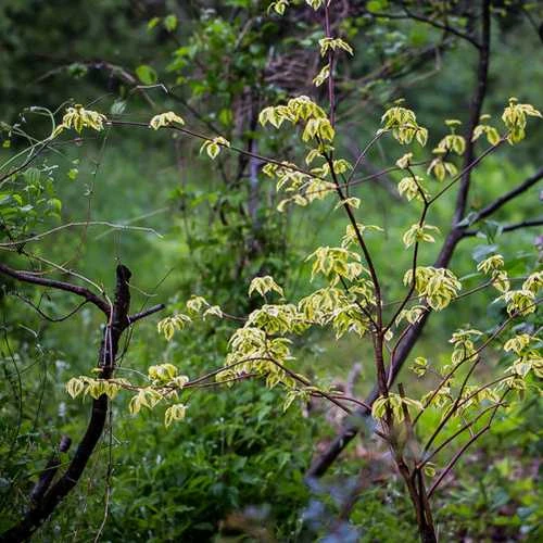 Cornus Alternifolia Golden Shadows 2 Cornus Alternifolia Golden Shadows - Image 2