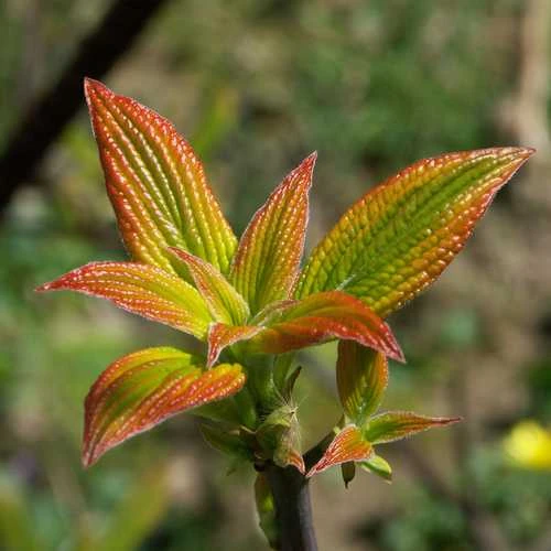 Cornus Alternifolia Golden Shadows 4 Cornus Alternifolia Golden Shadows - Image 4