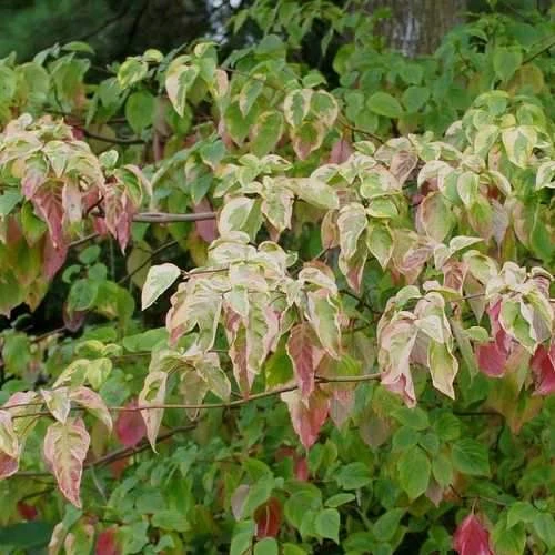 Cornus Alternifolia Golden Shadows 5 Cornus Alternifolia Golden Shadows - Image 5