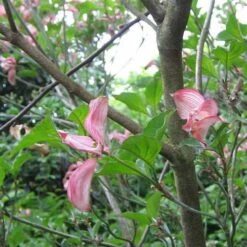 Cornus Florida Rubra -Future Forests Cornus florida Rubra 02