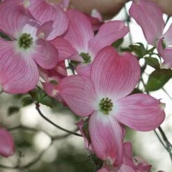 Cornus Florida Rubra -Future Forests Cornus florida Rubra 03