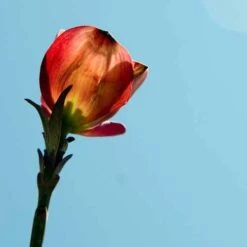 Cornus Florida Rubra -Future Forests Cornus florida Rubra 04