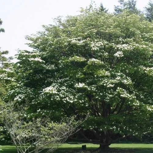 Cornus Kousa 2 Cornus Kousa - Image 2