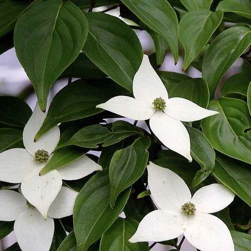 Cornus Kousa 1 Cornus Kousa