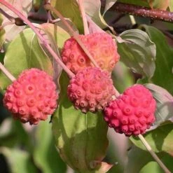 Cornus Kousa 5 Cornus Kousa -Future Forests Cornus kousa 03
