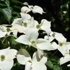Cornus Kousa Var. Chinensis Claudia - Japanese Dogwood -Future Forests Cornus kousa Claudia 03