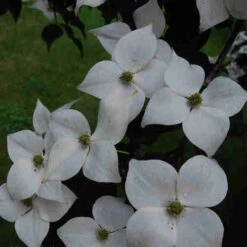 Cornus Kousa Var. Chinensis Claudia - Japanese Dogwood -Future Forests Cornus kousa Claudia 06