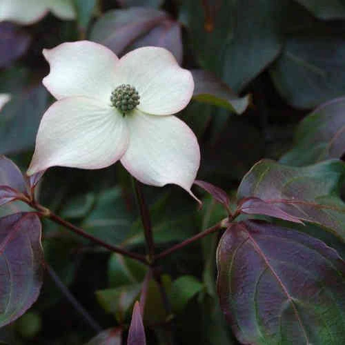 Cornus Kousa Cappuccino 1 Cornus Kousa Cappuccino