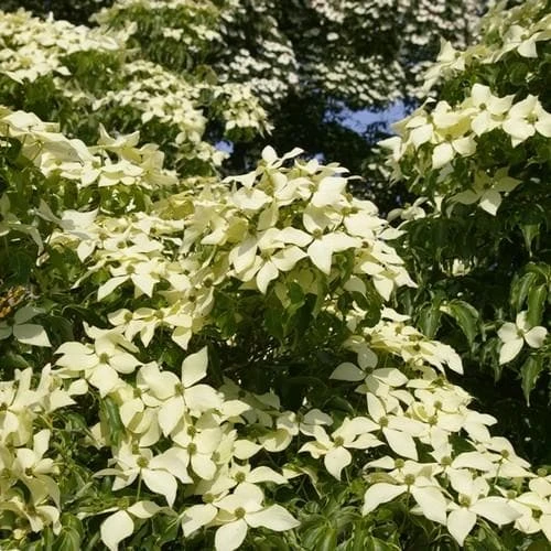 Cornus Kousa John Slocock - Chinese Dogwood 1 Cornus Kousa John Slocock - Chinese Dogwood