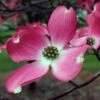 Cornus Florida Cherokee Chief