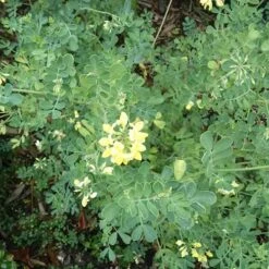 Coronilla Valentina Subsp. Glauca Citrina -Future Forests Coronilla valentina subsp glauca Citrina