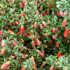 Correa Pulchella -Future Forests Correa pulchella 03