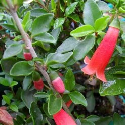 Correa Pulchella -Future Forests Correa pulchella 04