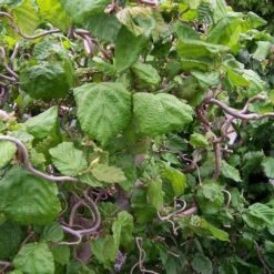 Corylus Avellana Contorta -Future Forests Corylus avellana Contorta 09