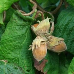 Corylus Avellana Contorta -Future Forests Corylus avellana Contorta 12