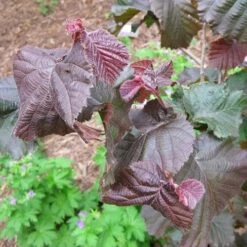 Corylus Avellana Red Majestic -Future Forests Corylus avellana Red Majestic 05