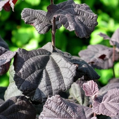 Corylus Avellana Anny's Purple Dream 2 Corylus Avellana Anny's Purple Dream - Image 2