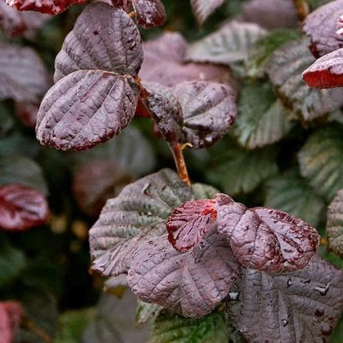 Corylus Avellana Anny's Purple Dream 1 Corylus Avellana Anny's Purple Dream