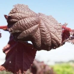 Corylus Avellana Purple Umbrella