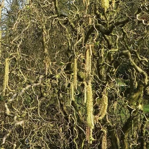 Corylus Avellana Scooter 1 Corylus Avellana Scooter