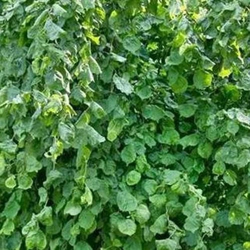 Corylus Avellana Scooter 3 Corylus Avellana Scooter - Image 3