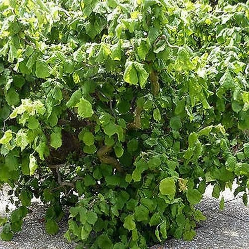 Corylus Avellana Scooter 2 Corylus Avellana Scooter - Image 2